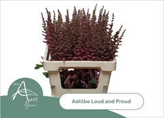Astilbe Loud And Proud 60cm