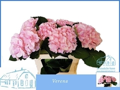 Hydrangea Verena 80cm 18-20cm Hd