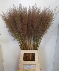 Calamagrostis Brachytricha 90cm
