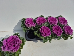 Brassica Oleracea 12Ø 15cm