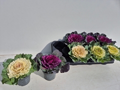 Brassica Oleracea 12Ø 15cm