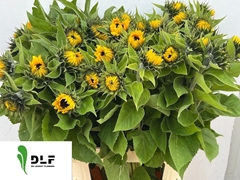Helianthus Sunrich Orange 80cm 5cm Hd