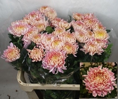 Chrysanth Single Allouise 80cm 95gr.