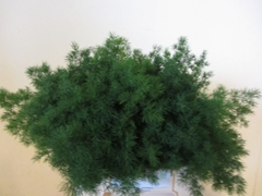 Asparagus Umbellatus 50cm