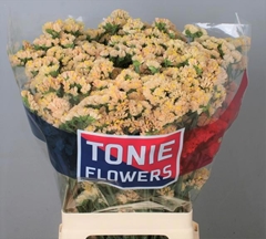 Limonium Sinuatum Sinuet Honey Apricot 70cm 30gr.