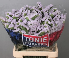 Limonium Sinuatum Tessa Lavender 70cm 45gr.