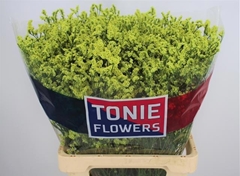 Limonium Sinense Pineapple Diamond 65cm 30gr.