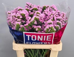 Limonium Sinuatum Rosella Sun Birds 60cm 20gr.