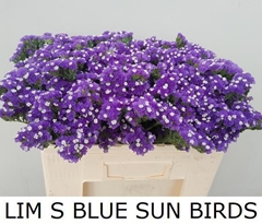 Limonium Sinuatum Crystal Dark Blue 50cm 35gr.