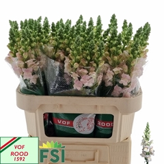Antirrhinum Costa Silver 75cm