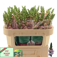 Antirrhinum Avignon Pink 70cm