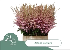 Astilbe Cattleya 80cm