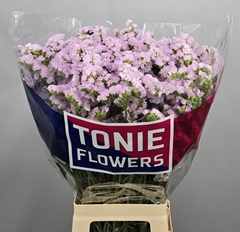 Limonium Sinuatum Sera Sun Birds 65cm 30gr.