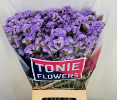 Limonium Sinuatum Donau Birds 65cm 30gr.