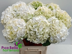 Hydrangea White Verena Classic 80cm 19-21cm Hd