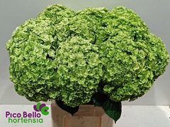 Hydrangea Royal Highness Classic 80cm 21-23cm Hd