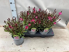Gaura Belleza Compact Pink 15Ø 35cm