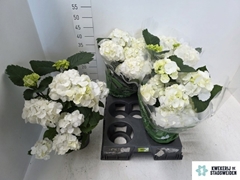 Hydrangea Schneeball 14Ø 40cm 8bl