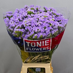 Limonium Sinuatum Sky Wings 80cm 35gr.