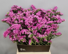 Limonium Sinuatum Sinuet Eternal Pink 50cm 20gr.