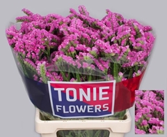 Limonium Sinuatum Sinuet Eternal Pink 60cm 25gr.