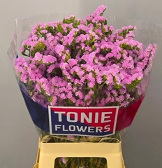 Limonium Sinuatum Rosella Sun Birds 65cm 30gr.