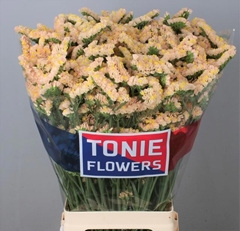 Limonium Sinuatum Sinuet Honey Apricot 80cm 45gr.