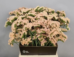 Limonium Sinuatum Sinuet Honey Apricot 50cm 20gr.