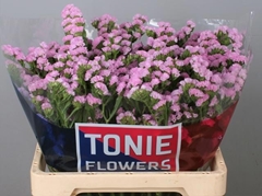 Limonium Sinuatum Pretty Wings 60cm 40gr.