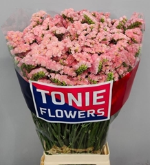 Limonium Sinuatum Peach Wings 80cm 35gr.