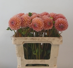 Dahlia Linda's Baby 50cm
