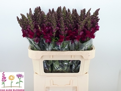 Antirrhinum Opus Red 75cm