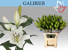 Lily Oriental Galibier 90cm 4+