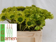 Echinacea Green Jewel 40cm