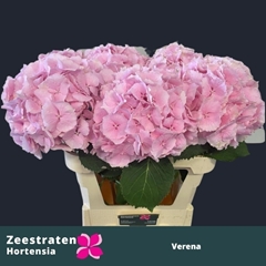 Hydrangea Verena 65cm 17-19cm Hd