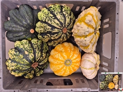Cucurbita Pepo Patisson Mix 14cm