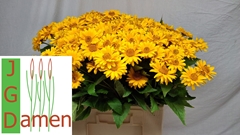 Heliopsis Miami 60cm