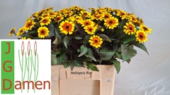 Heliopsis Helianthoides 60cm