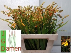 Crocosmia George Davison 58cm