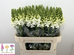 Antirrhinum Opus White 75cm