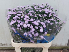Aster Astee Milka 85cm 35gr.