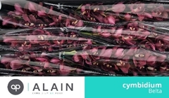 Cymbidium Belta 80cm