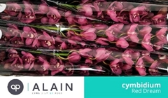 Cymbidium Red Dream 80cm