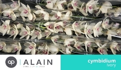 Cymbidium Ivory 80cm