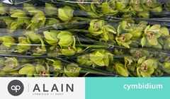 Cymbidium Hms. Verona 80cm