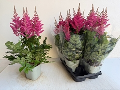 Astilbe Highlight 14Ø 60cm
