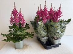 Astilbe Highlight 14Ø 65cm