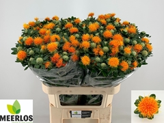 Carthamus Zanzibar 80cm