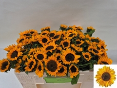 Helianthus Sonja 45cm 6cm Hd