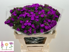 Dianthus Barb Neon Purple 60cm